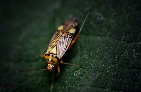 Rhabdomiris striatellus  Rhabdomiris (Calocoris) striatellus,Rhabdomiris striatellus