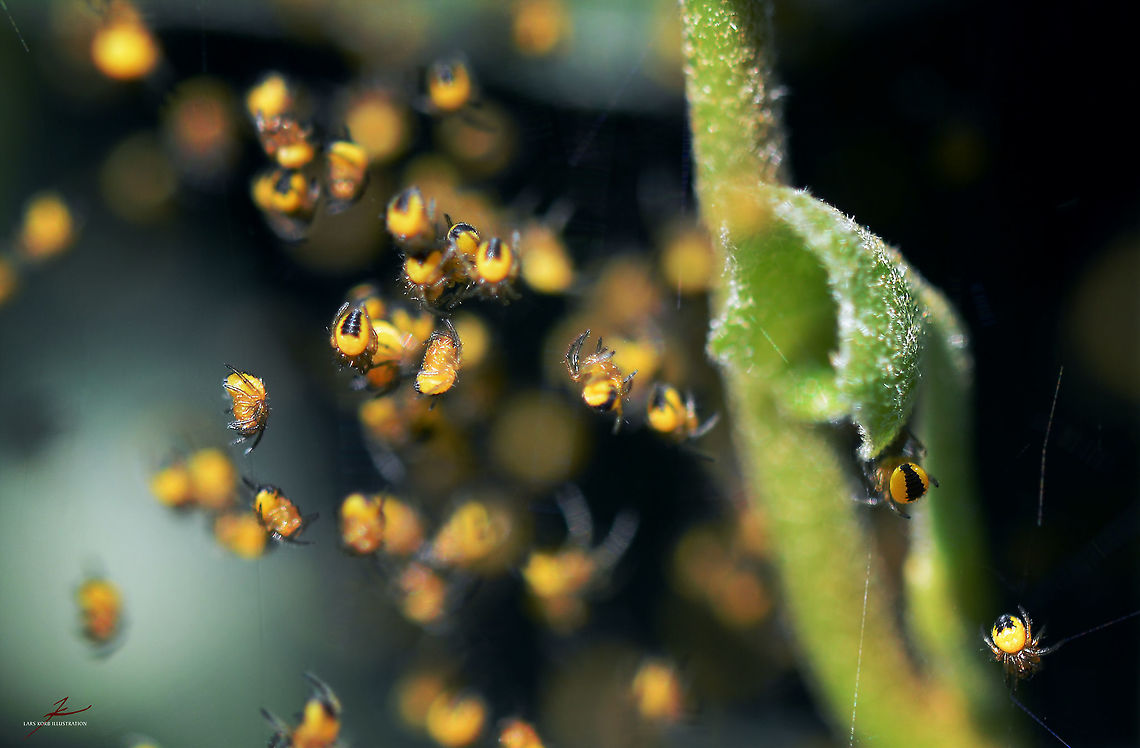 Araneus diadematus, spiderlings  Araneus diadematus,Arthropods,European garden spider,Insects,Macro,Orb-weaver,Spiders,cross spider,spiderlings