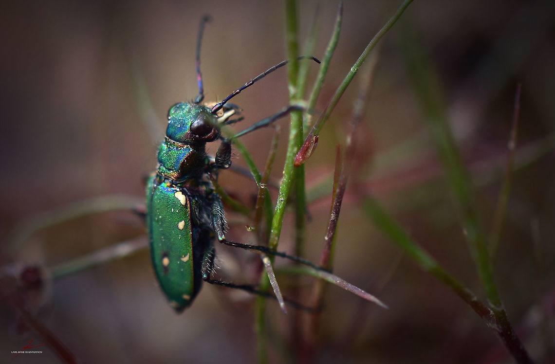 Cicindela campestris  Arthropods,Beetles,Cicindela campestris,Green Tiger Beetle,Insects,Macro