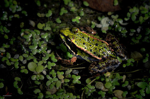 Pelophylax kl. esculentus  Amphibians,Edible Frog,Macro,Pelophylax kl. esculentus,frogs