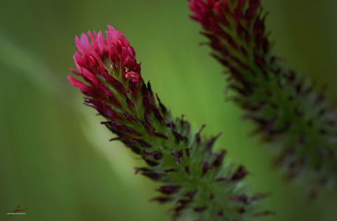 Trifolium incarnatum  Crimson clover,Flora,Macro,Plants,Trifolium,Trifolium incarnatum,Wildflowers,edible