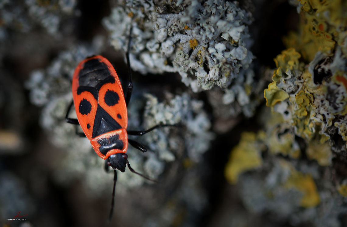 Pyrrhocoris apterus  Arthropods,Bugs,Firebug,Insects,Macro,Pyrrhocoris apterus