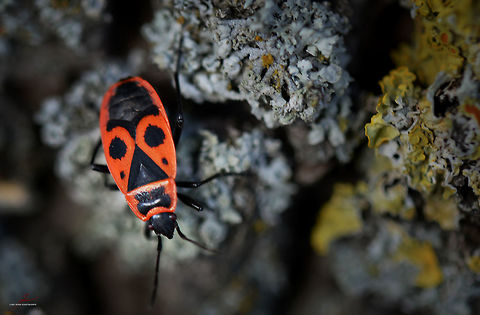 Pyrrhocoris apterus  Arthropods,Bugs,Firebug,Insects,Macro,Pyrrhocoris apterus