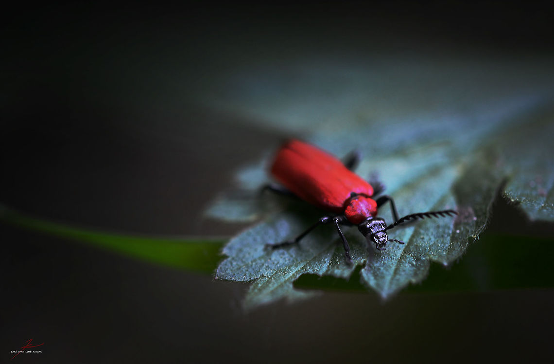 Pyrochroa coccinea  Arhtropods,Beetles,Cardinal beetle,Forest,Insects,Macro,Pyrochroa coccinea