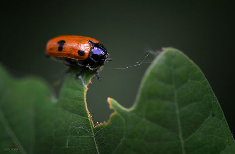 Clytra laeviuscula  Arthropods,Beetles,Clytra laeviuscula,Insects,Macro