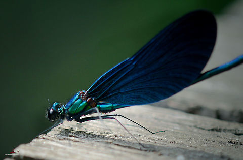 Calopteryx virgo, male  Arthropods,Beautiful demoiselle,Calopteryx virgo,Insects,Macro,Male,dragonflies