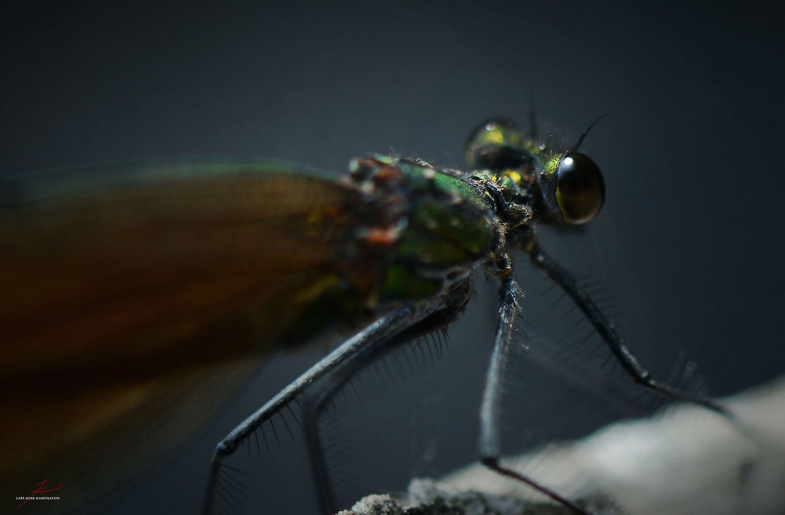 Calopteryx virgo, female  Beautiful demoiselle,Calopteryx virgo