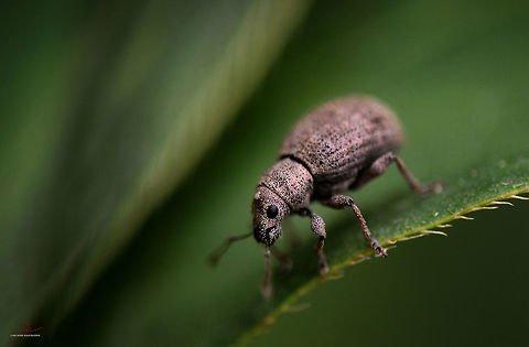 Sitona languidus  Arthropods,Beetles,Insects,Macro,Sitona languidus,Weevils