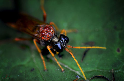 Tenthredo campestris  Arthropods,Insects,Tenthredo campestris,wasps
