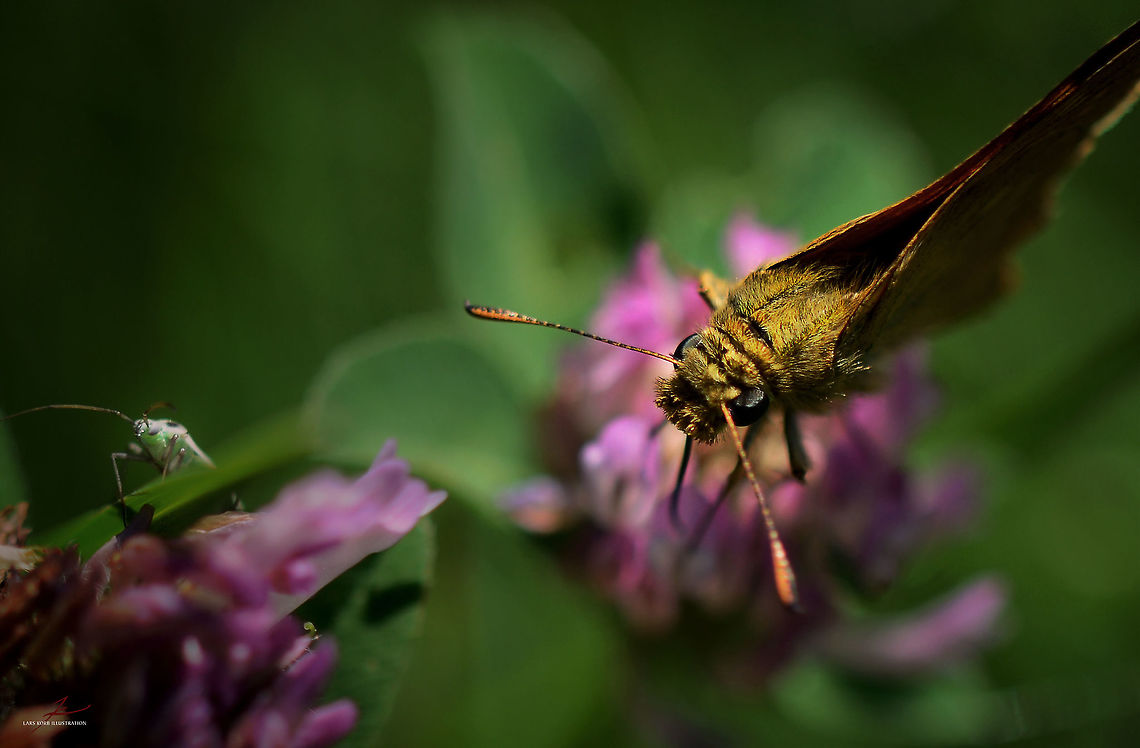 Ochlodes sylvanus  Arthropods,Insects,Large Skipper,Macro,Ochlodes sylvanus,butterflies,skipper