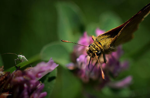 Ochlodes sylvanus  Arthropods,Insects,Large Skipper,Macro,Ochlodes sylvanus,butterflies,skipper