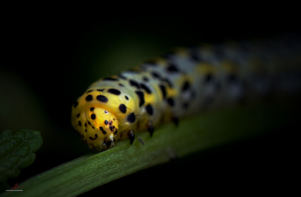 Cucullia verbasci caterpillar  Arthropods,Cucullia verbasci,Insects,Macro,Mullein moth,caterpillars