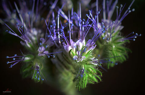 Phacelia tanacetifolia  Flora,Lacy phacelia,Macro,Phacelia tanacetifolia,Plants,Wildflowers