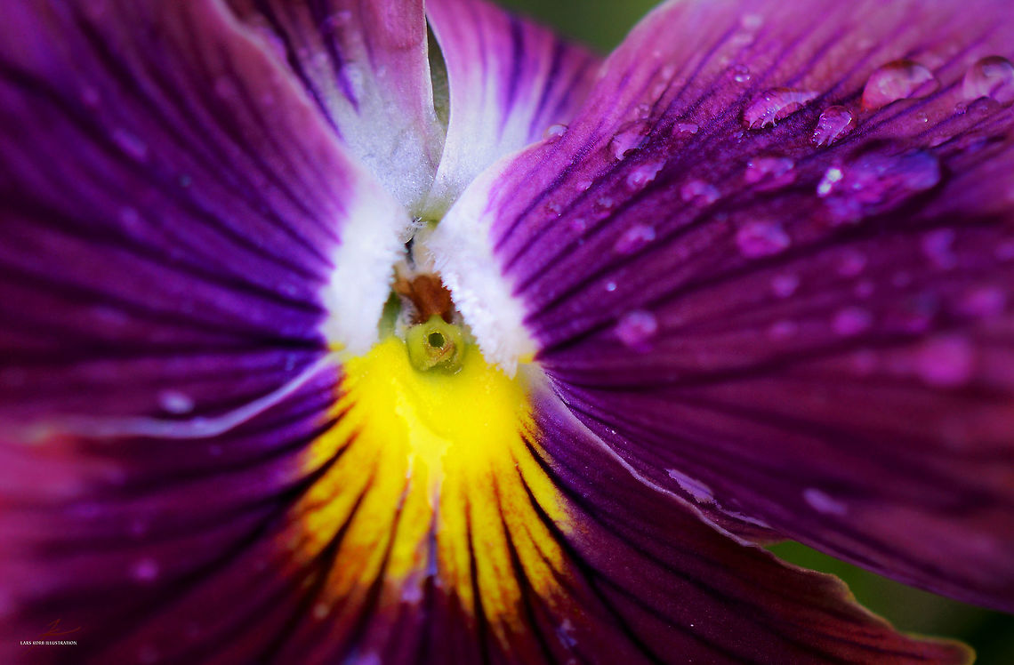Viola wittrockiana  Flora,Flowers,Macro,Pansy,Plants,Viola tricolor subsp. hortensis,Viola tricolor var. hortensis