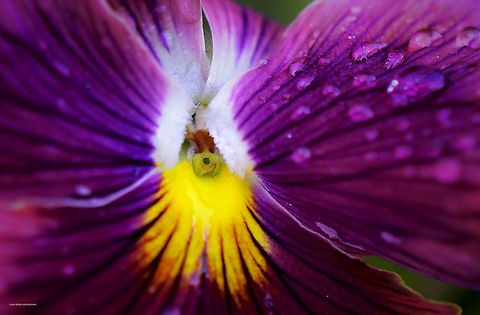 Viola wittrockiana  Flora,Flowers,Macro,Pansy,Plants,Viola tricolor subsp. hortensis,Viola tricolor var. hortensis