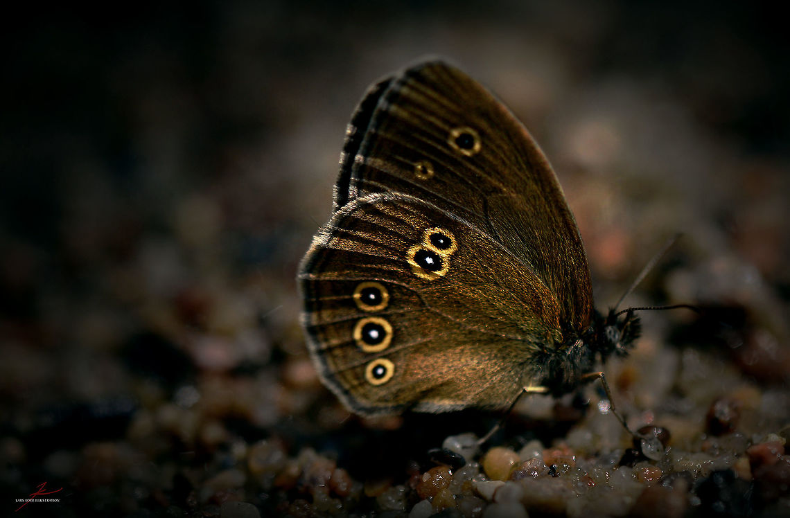 Aphantopus hyperantus  Aphantopus hyperantus,Arthropods,Insects,Macro,Ringlet,butterflies