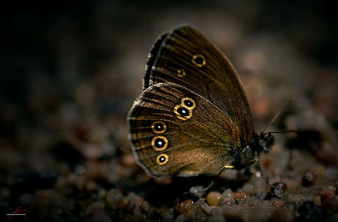 Aphantopus hyperantus  Aphantopus hyperantus,Arthropods,Insects,Macro,Ringlet,butterflies