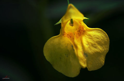 Impatiens noli-tangere  Flora,Impatiens noli-tangere,Macro,Plants,Touch-me-not balsam,Wildflowers,bloom,blossom