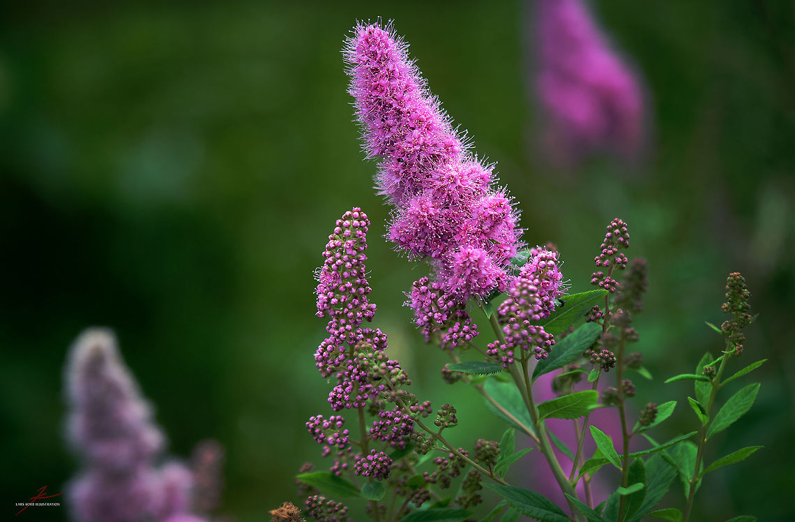 Spiraea salicifolia  Flora,Macro,Plants,Spiraea salicifolia,Wildflowers,Willowleaf Meadowsweet