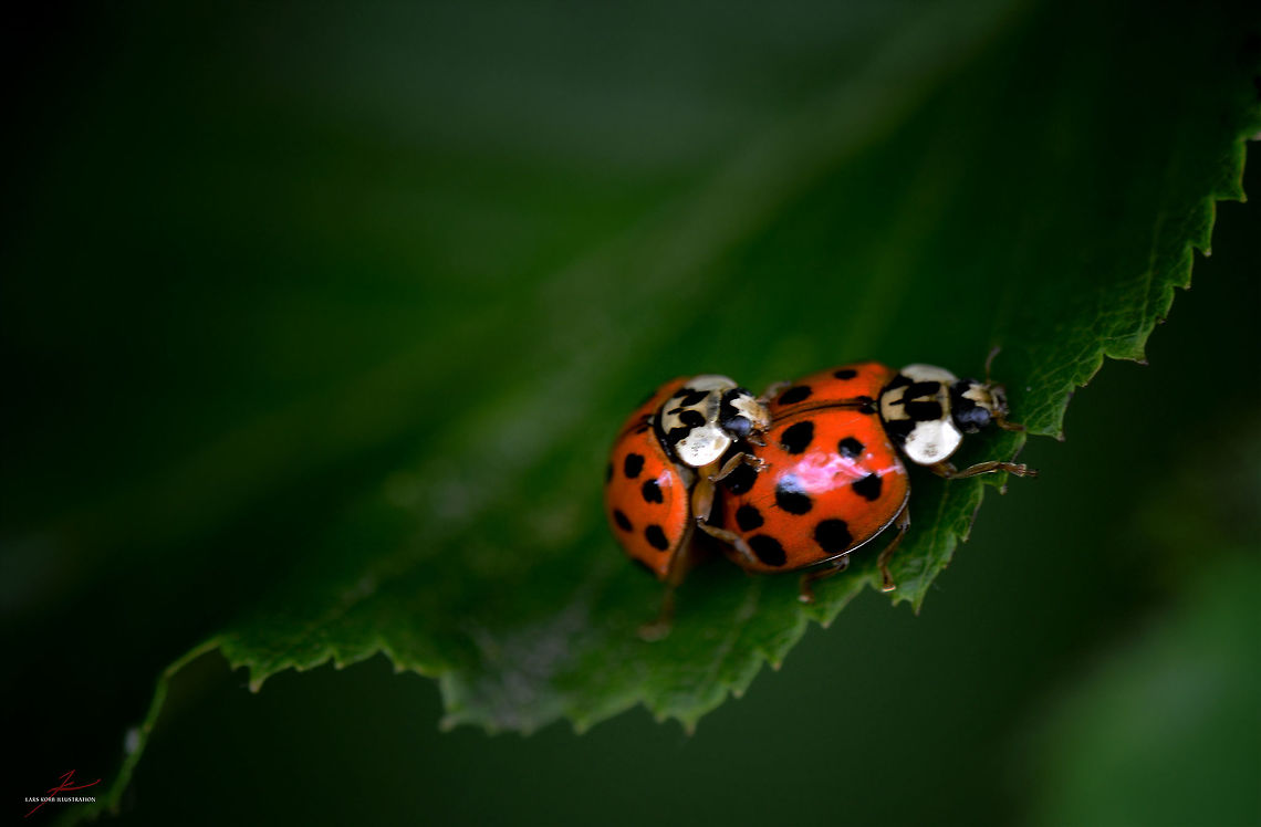 Harmonia axyridis  Arthropods,Beetles,Harlequin Ladybird,Harmonia axyridis,Insects,Ladybug,Macro,mating