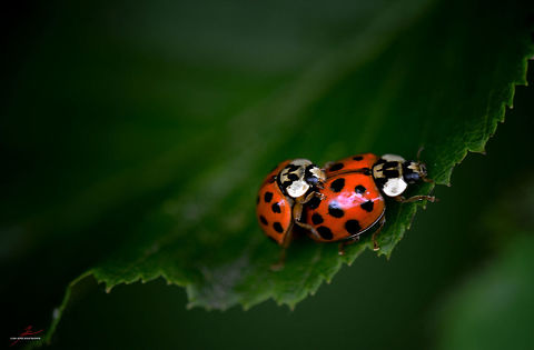 Harmonia axyridis  Arthropods,Beetles,Harlequin Ladybird,Harmonia axyridis,Insects,Ladybug,Macro,mating