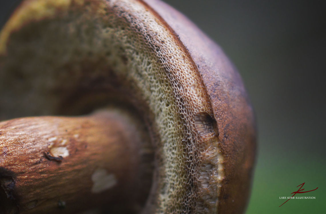 Boletus edulis  Boletus edulis,Forest,Fungi,Macro,Mushrooms,edible,polypore