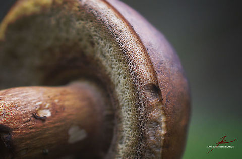 Boletus edulis  Boletus edulis,Forest,Fungi,Macro,Mushrooms,edible,polypore