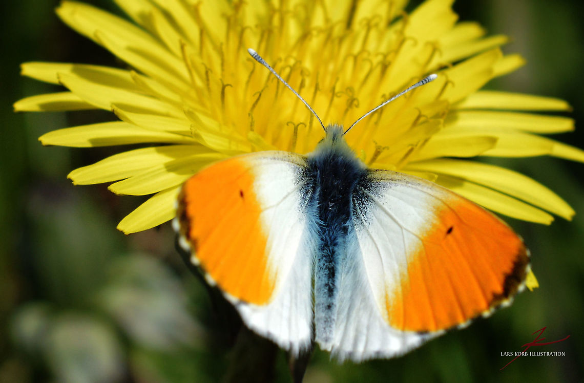Anthocharis cardamines, male  Anthocharis cardamines,Arthropods,Insects,Macro,Orange tip,butterflies