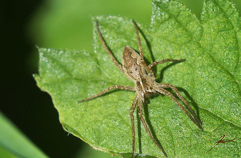 Pisaura mirabilis  Arthropods,Insects,Nursery web spider,Pisaura mirabilis,Spiders,macro
