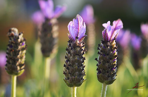 Lavandula stoechas  Flora,Lavandula stoechas,Macro,Medicinal plant,Plants,Wildflowers,bloom,blossom
