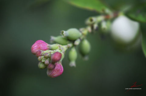 Symphoricarpos albus  Flora,Macro,Plants,Symphoricarpos albus,blossom,bud,shrubs