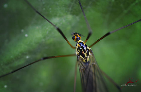Nephrotoma quadrifaria  Arthropods,Insects,Macro,Nephrotoma quadrifaria,crane fly