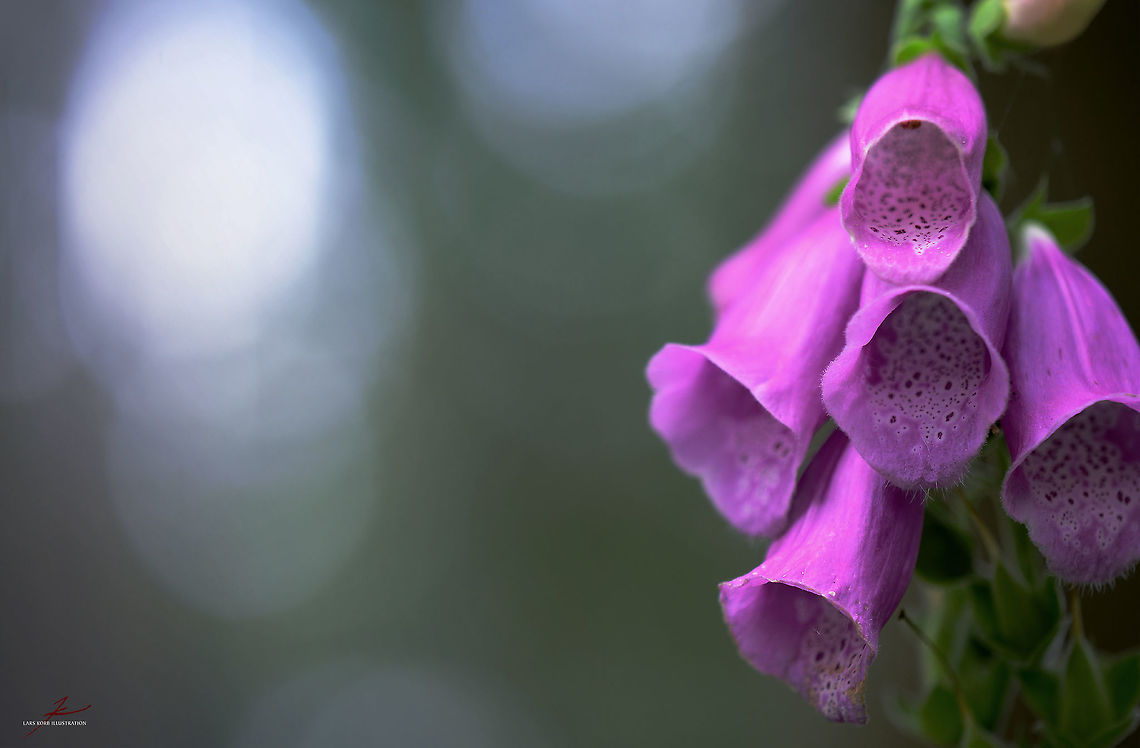 Digitalis purpurea  Digitalis purpurea,Flora,Macro,Plants,Purple foxglove,Wildflowers,bloom,blossom,poisonous