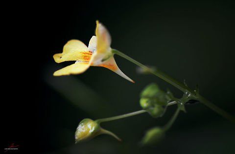 Impatiens parviflora  Flora,Forest,Impatiens parviflora,Macro,Plants,Small Balsam,Wildflowers,bloom,blossom