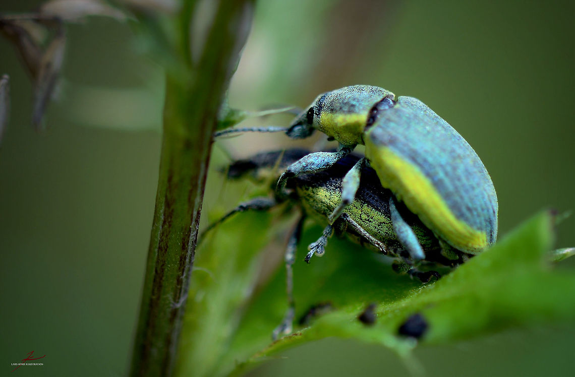 Chlorophanus viridis, mating  Arthropods,Beetles,Chlorophanus viridis,Insects,Macro,Weevils