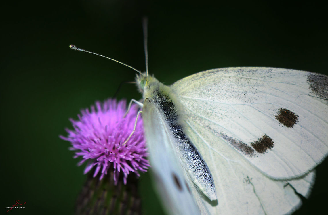 Pieris rapae, female  Arthropods,Insects,Macro,Pieris rapae,Small White,butterflies