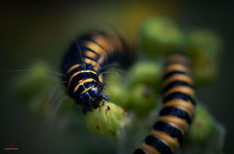 Tyria jacobaeae, caterpillar  Arthropods,Caterpillar,Cinnabar moth,Insects,Macro,Tyria jacobaeae,moths