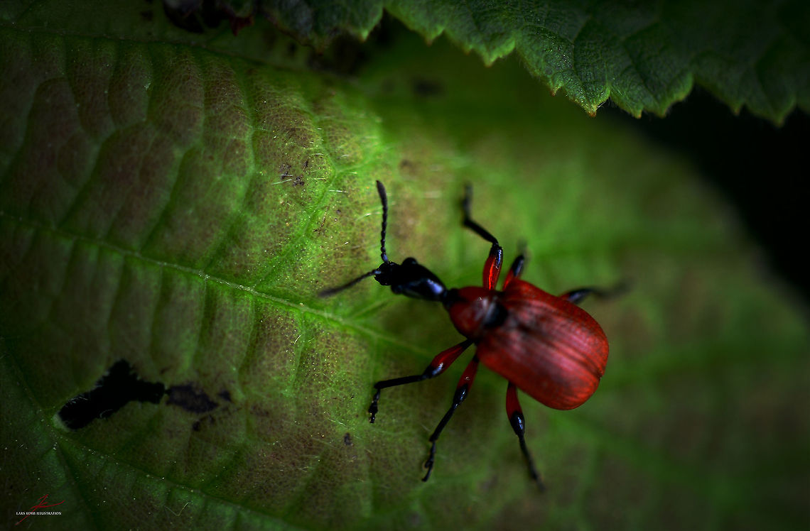 Apoderus coryli  Apoderus coryli,Arthropods,Beetles,Insects,Macro,hazel