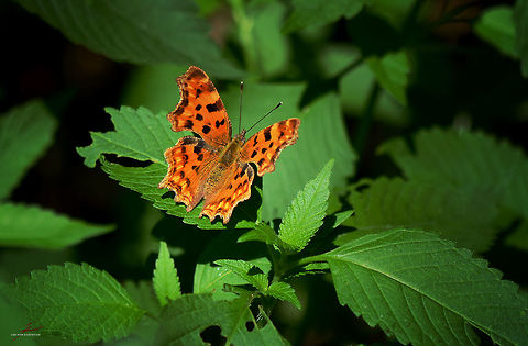 Polygonia c-album  Arthropods,Comma,Insects,Macro,Polygonia c-album,butterflies