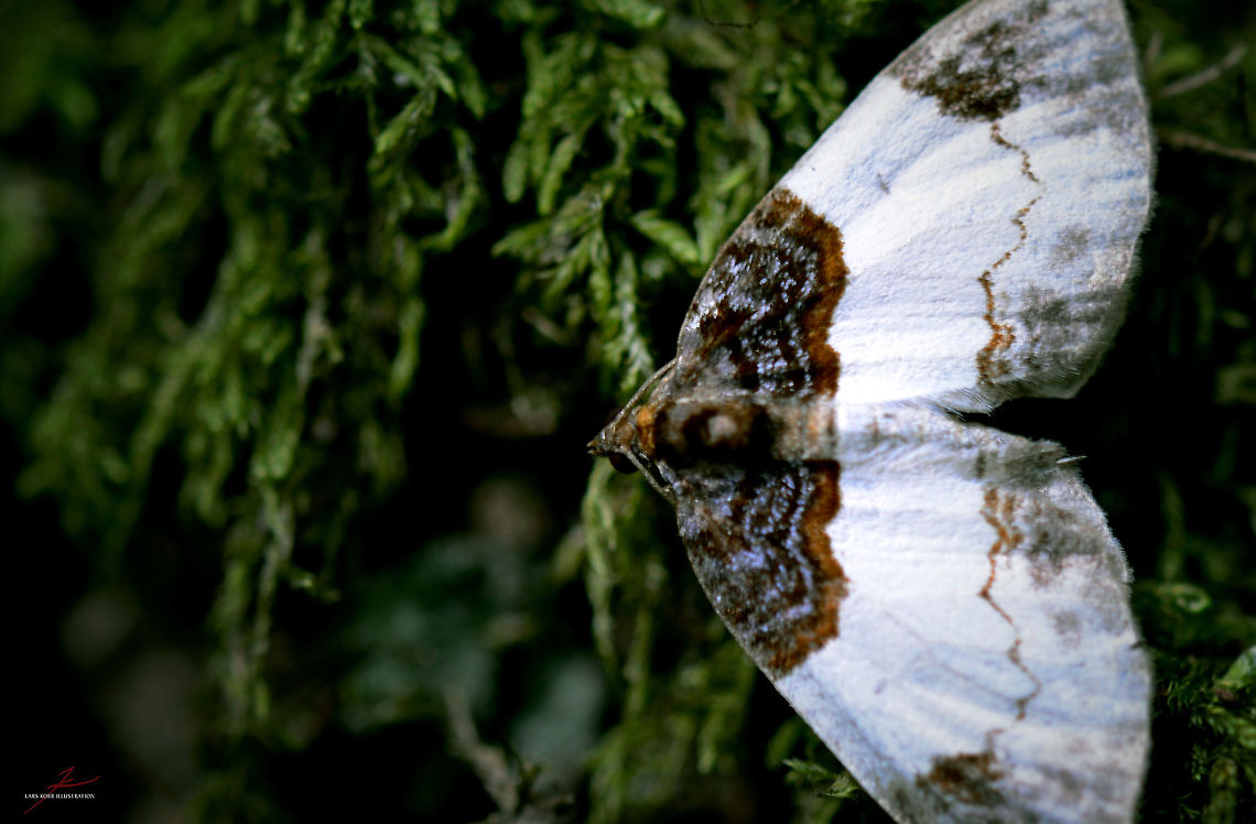 Mesoleuca albicillata  Arthropods,Insects,Macro,Mesoleuca albicillata,moths