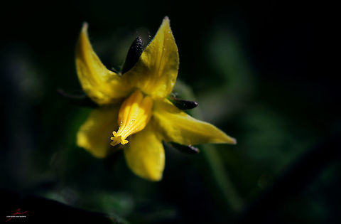 Solanum lycopersicum  Flora,Macro,Plants,Solanum lycopersicum,Tomato,bloom,blossoms,edible,vegetable