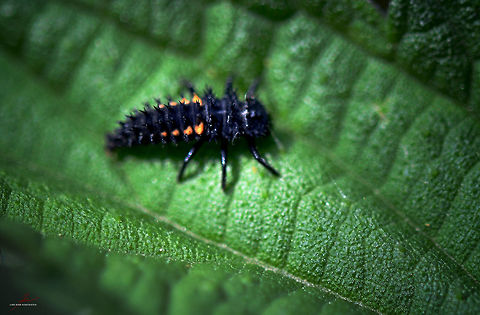 Harmonia axyridis, larva  Arthropods,Beetles,Harlequin Ladybird,Harmonia axyridis,Insects,Macro,larva