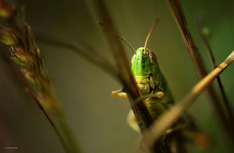 Lesser mottled grasshopper