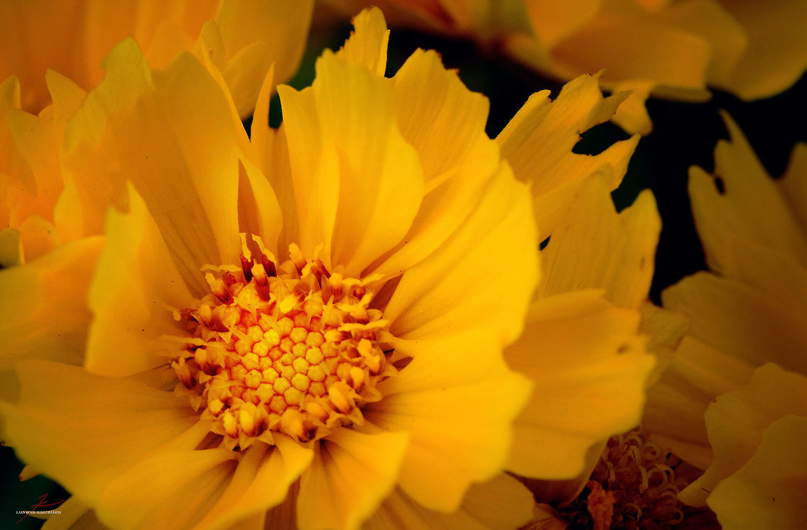 Coreopsis grandiflora  Coreopsis grandiflora,Flora,Flowers,Macro,Plants,bloom,blossom,petals