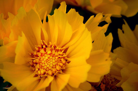 Coreopsis grandiflora  Coreopsis grandiflora,Flora,Flowers,Macro,Plants,bloom,blossom,petals