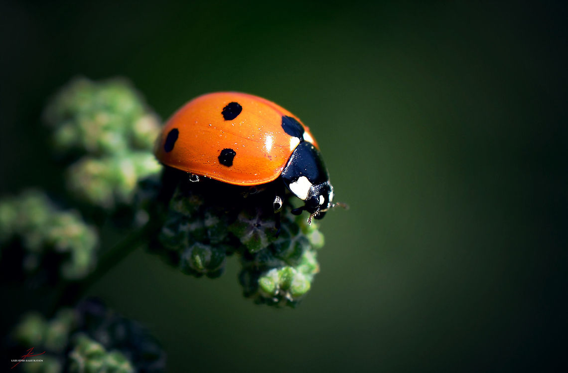 Coccinella septempunctata  Arthropods,Beetles,Coccinella septempunctata,Insects,Ladybug,Macro,Seven-spot Ladybird