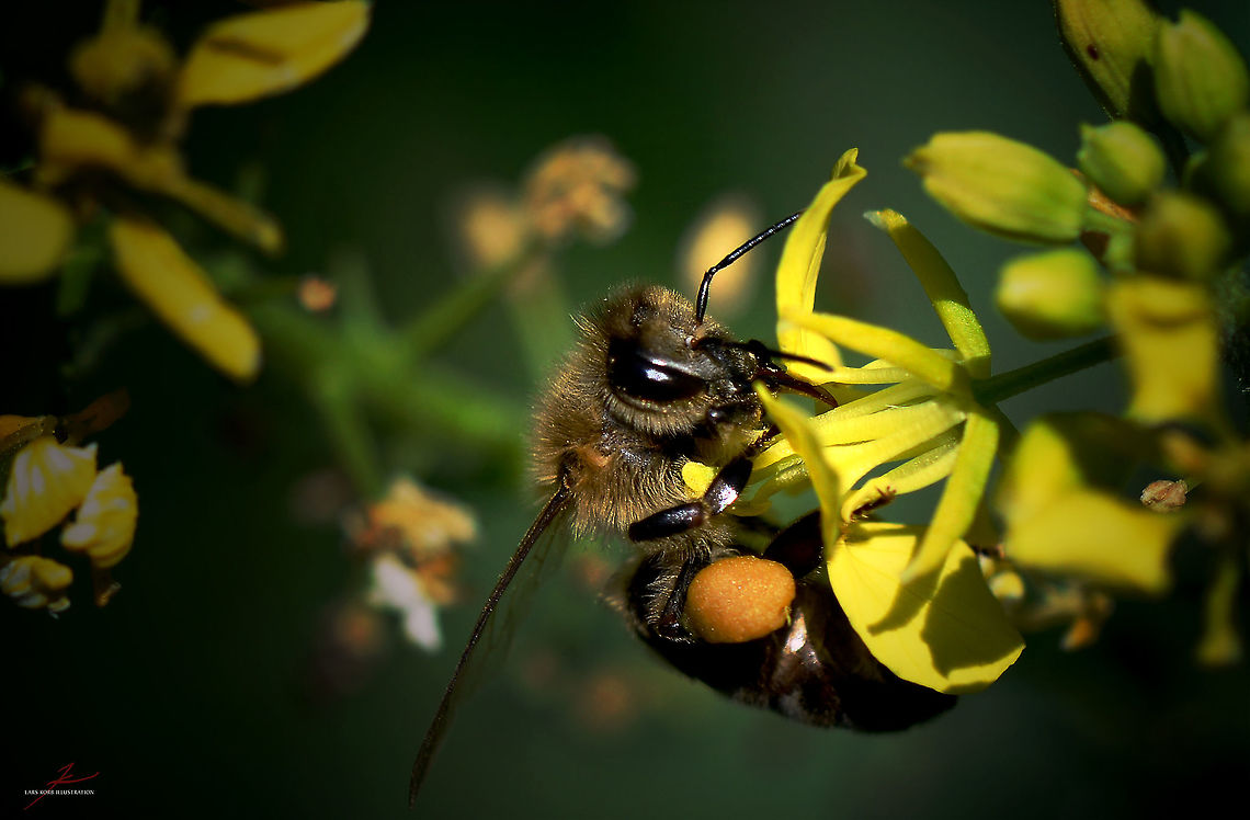 Apis mellifera  Apis mellifera,Arthropods,Bees,Insects,Macro,Western honey bee