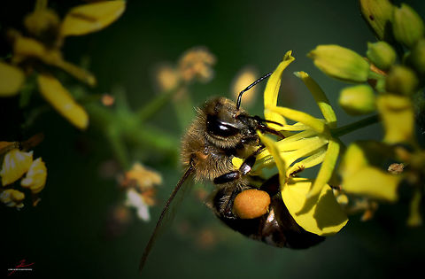 Apis mellifera  Apis mellifera,Arthropods,Bees,Insects,Macro,Western honey bee