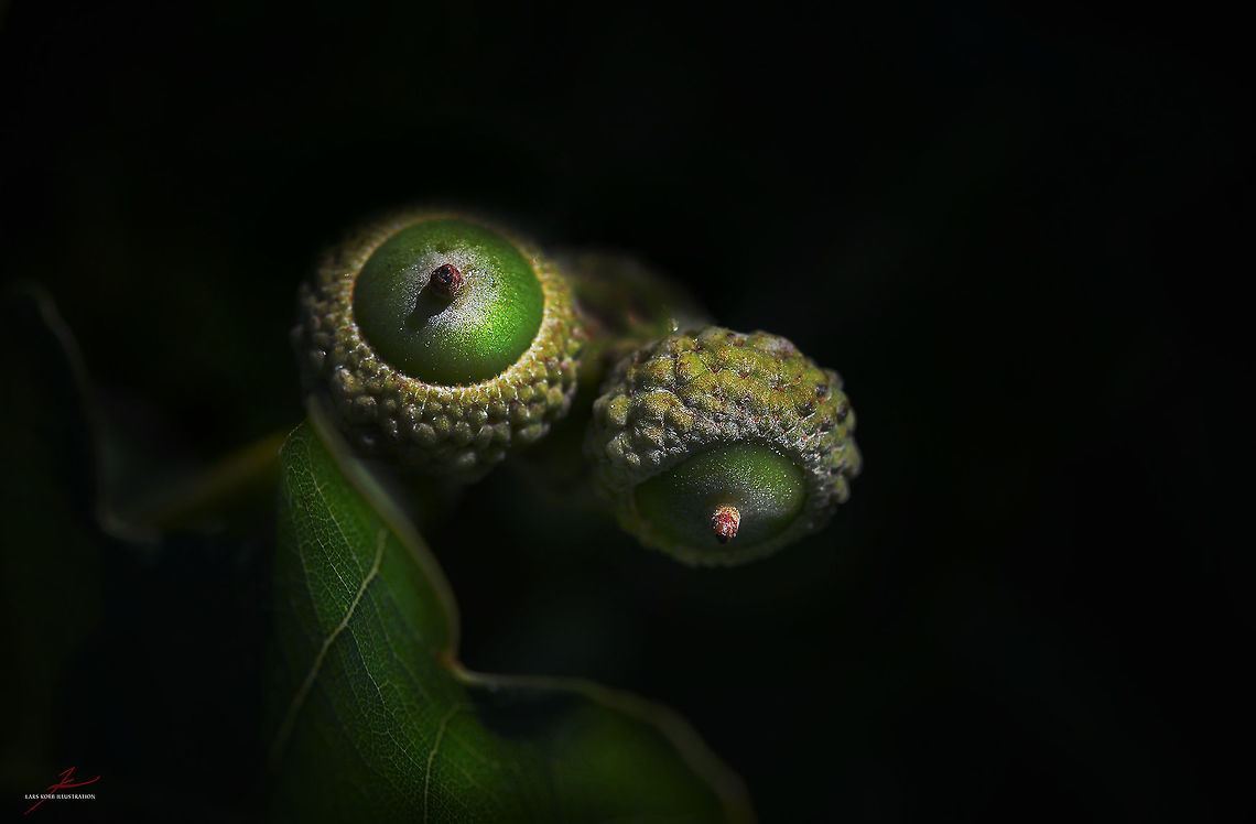 Quercus ilex  Flora,Macro,Plants,Quercus ilex,oak,seedpods,seeds,trees