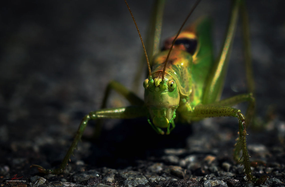 Tettigonia viridissima, male  Arthropods,Insects,Macro,Male,Tettigonia viridissima,bush-cricket,katydid